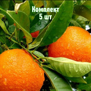 Саженцы Комплект 5шт / Апельсин Королек
