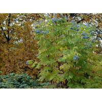 Бузина голубая Блю Берри