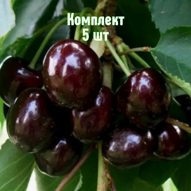 Комплект 5шт / Черешня Дагестанка Комплект 5шт / Черешня Дагестанка