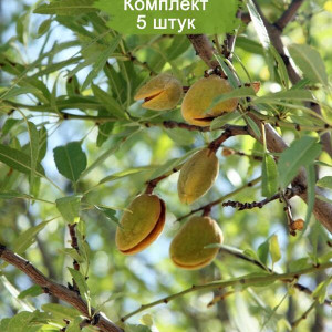 Саженцы Комплект 5шт / Миндаль Милас