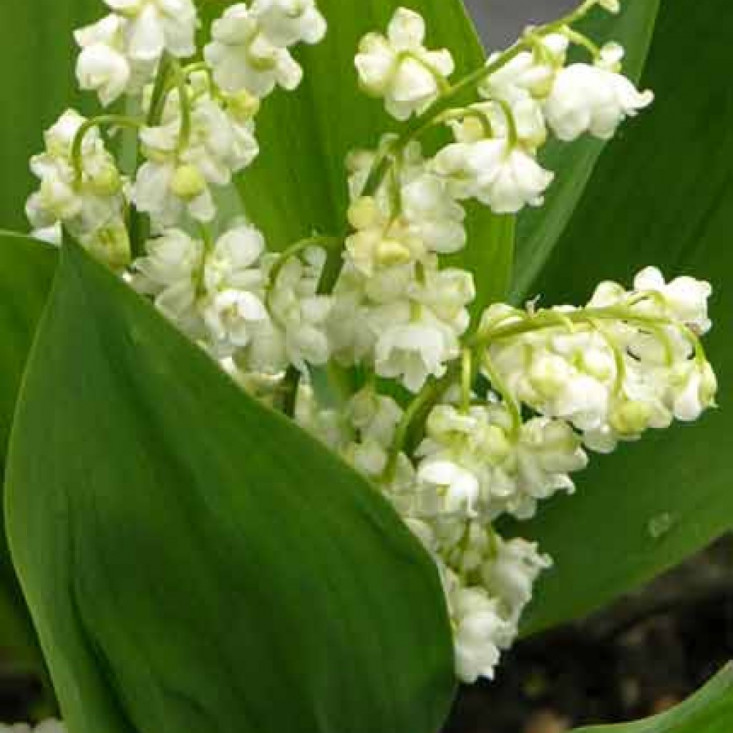 Ландыш садовый Пролиферанс – неприхотливый и ароматный цветок Ландыш садовый Пролиферанс – неприхотливый и ароматный цветок