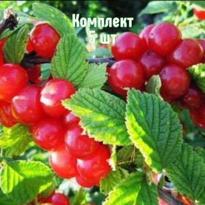 Саженцы Комплект 5шт / Вишня войлочная Юбилейная